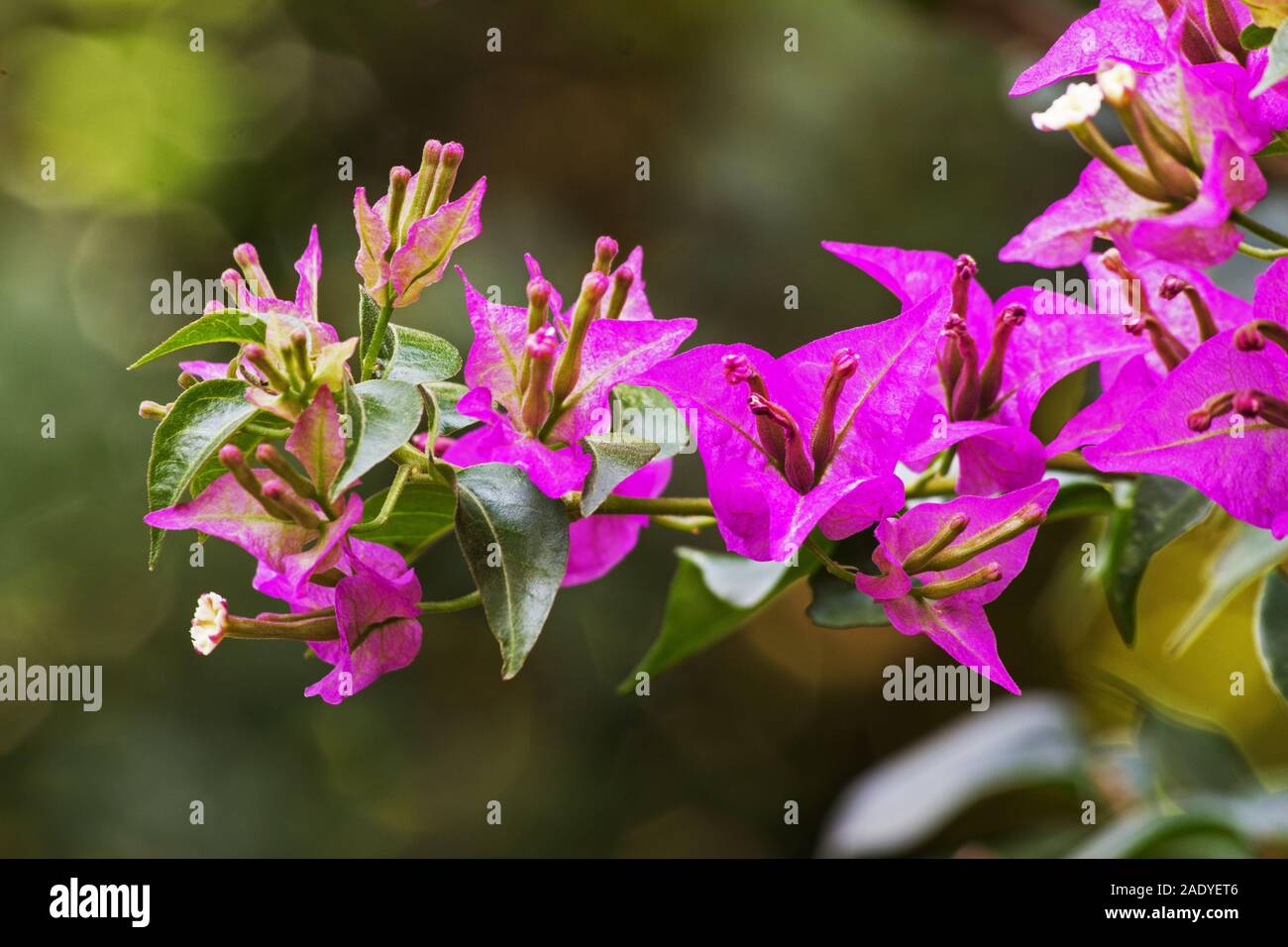 Rosa Bougainvillea in voller Blüte Stockfoto
