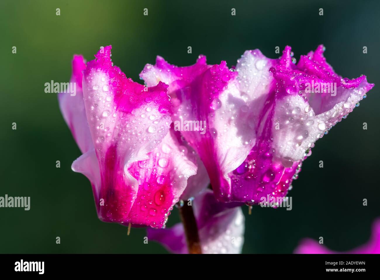 Makroaufnahme von Cyclamen origami Blumen in Wassertropfen bedeckt. Stockfoto