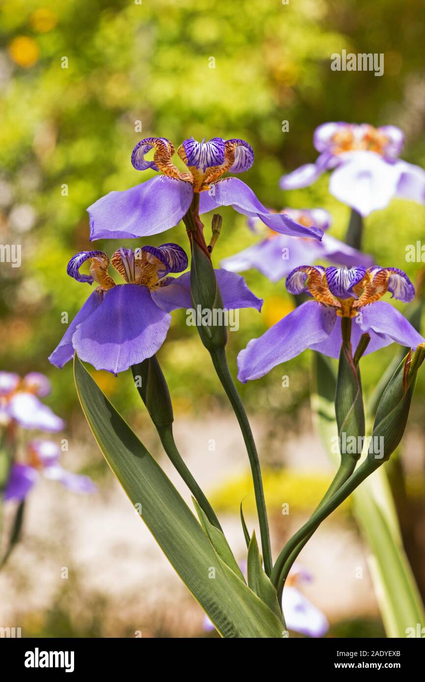 Blue Iris in der Blüte im Garten Stockfoto