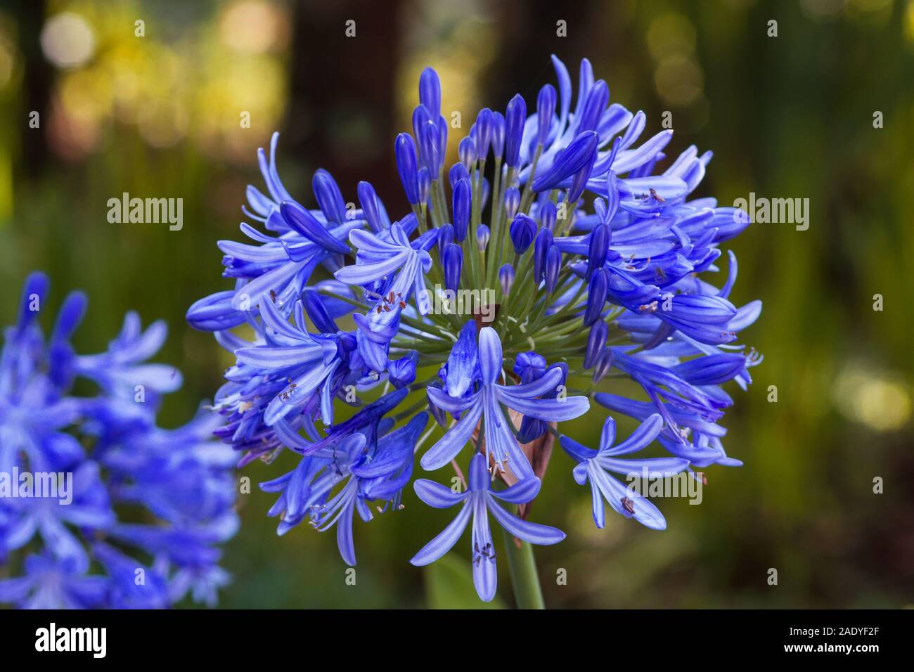 Agapanthus Pflanze in voller Blüte Stockfoto