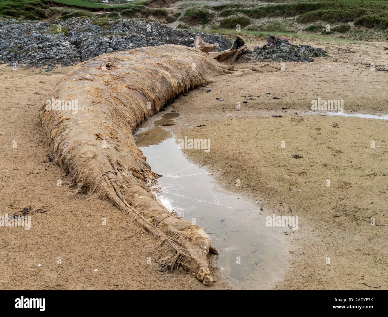 Der Körper eines toten Baleen Finnwal (Balaenoptera physalus) gewaschen auf Kiloran Strand, Insel Colonsay, Schottland, Großbritannien Stockfoto