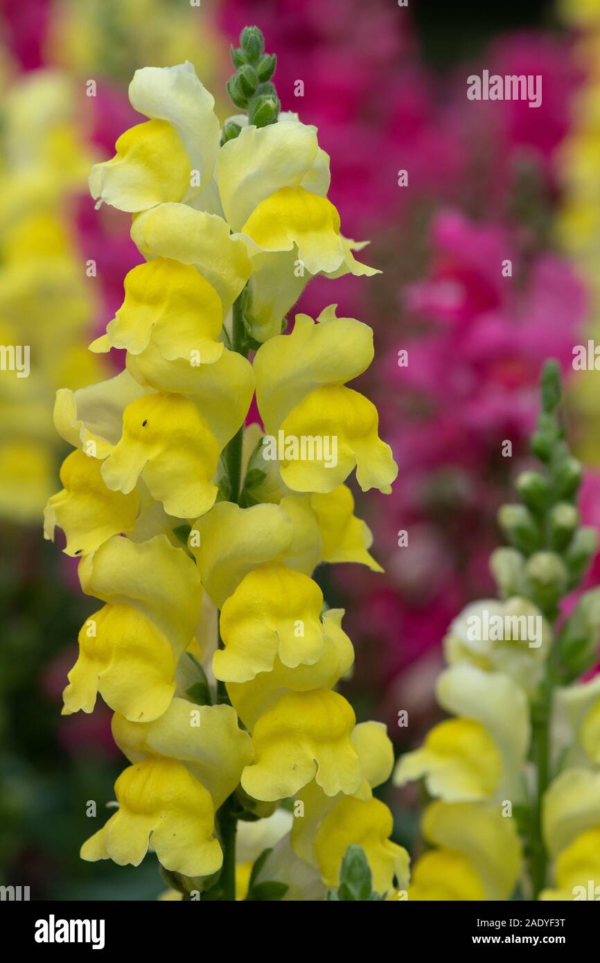 Nahaufnahme von einem gelben Snapdragon (antirrhinum) Blüte in der Blüte im Garten Stockfoto