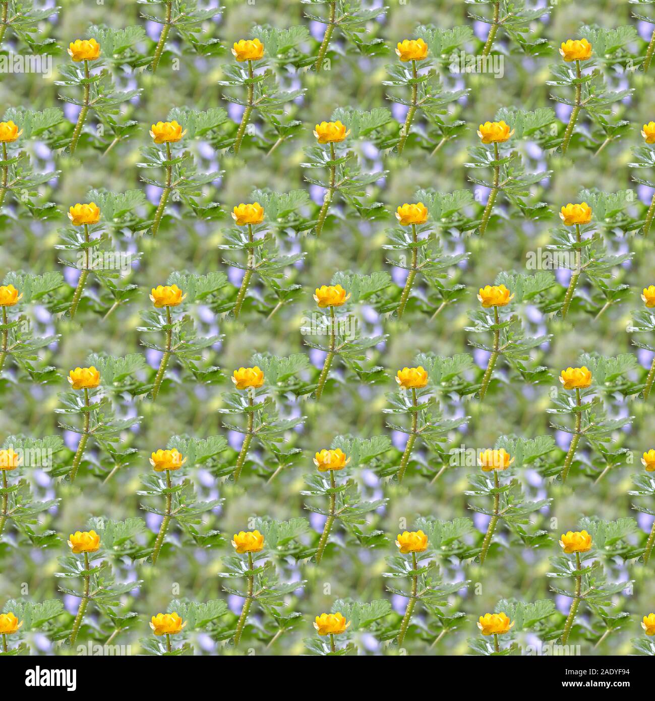 Frühling nahtlose Hintergrund, mit gelben Kupava Blumen. Stockfoto