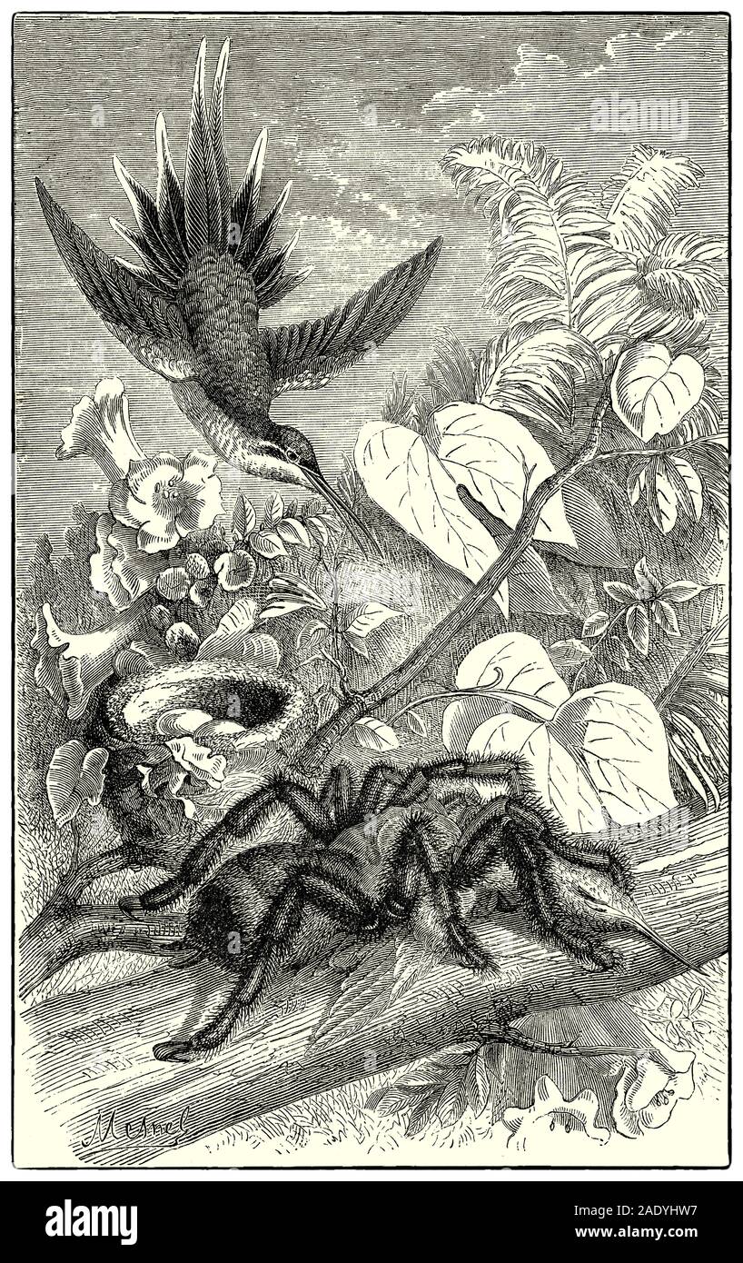 Der Vogel Spinne (Mygale Avicularia) Tötung eines Kolibris. Die mygalomorphae oder mygalomorphs sind ein infraorder Spinnen. Ihre Chelizeren und Reißzähne sind groß und mächtig und haben genügend Gift Drüsen, die vollständig in ihre chelizeren liegen. Diese Waffen, mit ihrer Größe und Stärke machen Mygalomorph spinnen mächtigen Raubtieren. Viele dieser Spinnen sind gut zu töten anderer großen arthropoden abgestimmt und werden auch manchmal kleine Säugetiere, Vögel zu töten, und Reptilien. Stockfoto