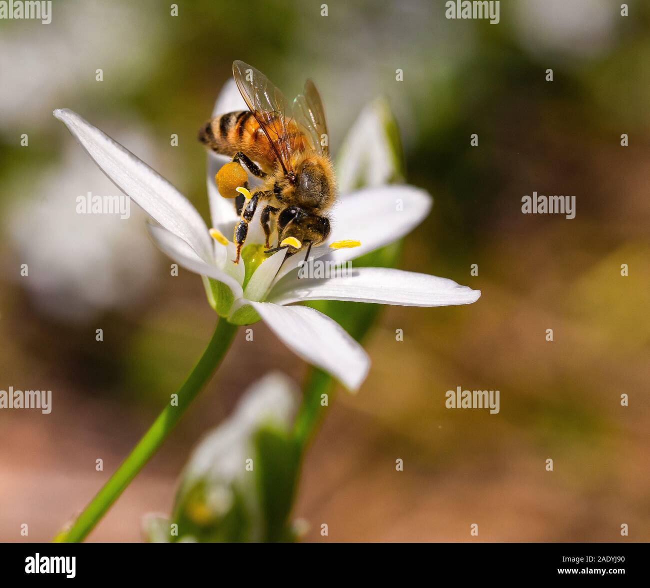 Honig Bienen Nektar sammeln von einer Blume im Central Park, NYC Stockfoto