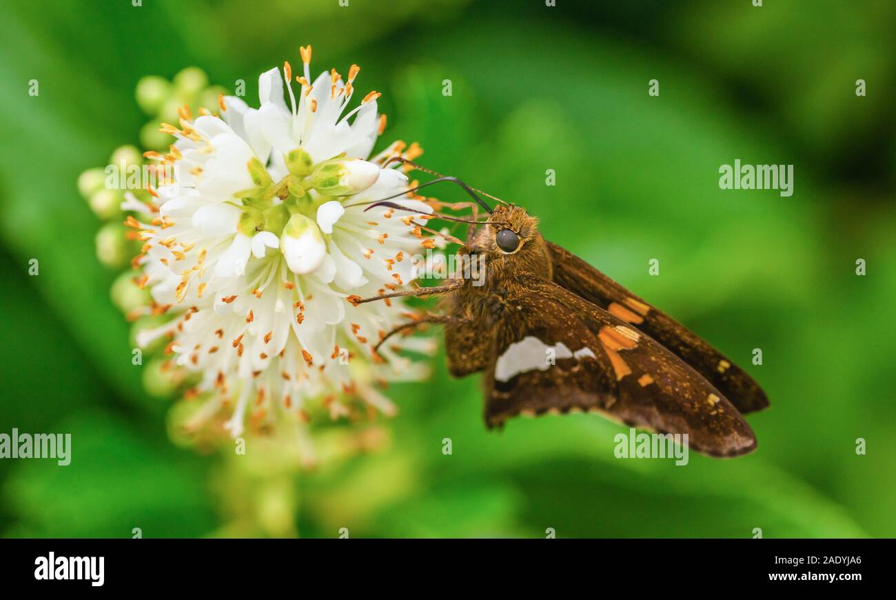Silver-spotted skipper Schmetterling trinken Nektar aus einer Blume im westlichen North Carolina Stockfoto