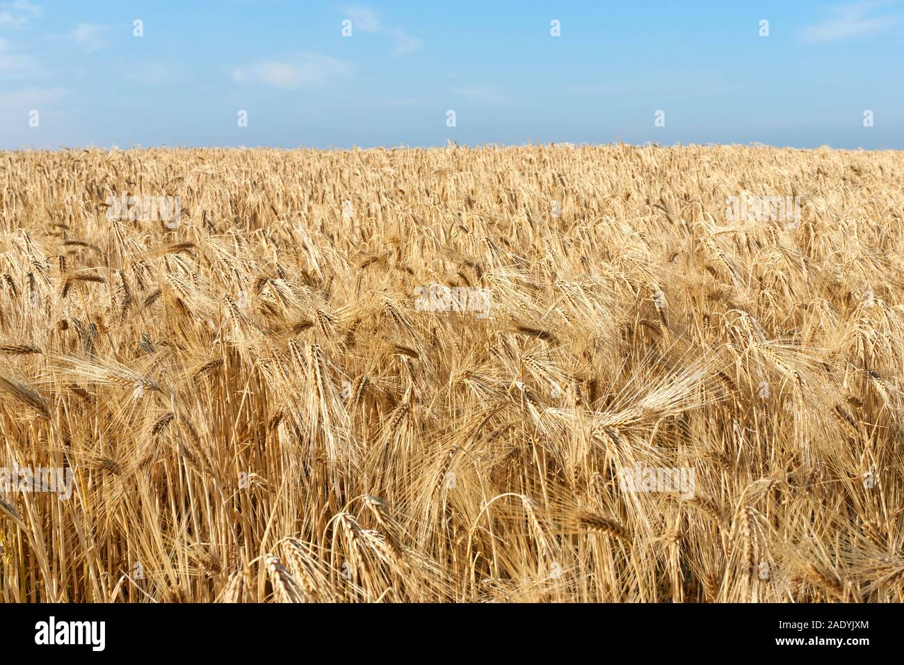 Gelb Golden Grain oder Weizen Pflanzen in einem Weizenfeld unter einem blauen Himmel im Sommer gesättigt Stockfoto