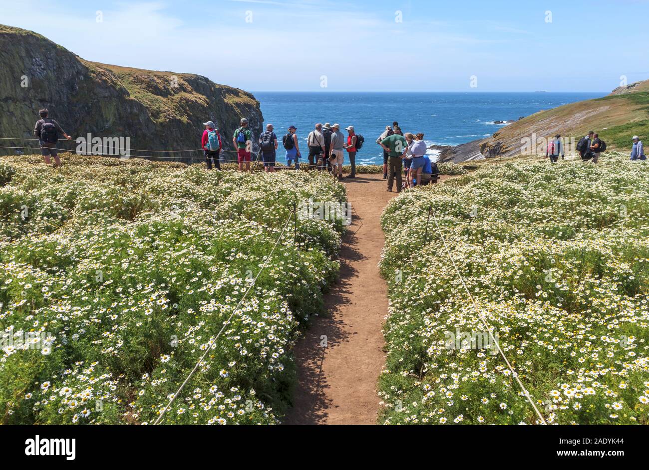 Vogelbeobachter stand auf Klippen über dem Meer auf einem Fußweg durch Blume gefüllt wiesen auf den Docht, skomer Island, Pembrokeshire, West Wales Stockfoto