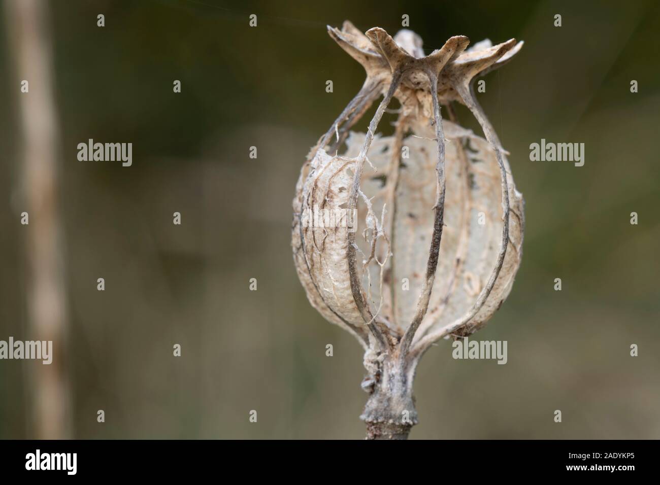 Eine Nahaufnahme der verfallenden Überreste einer Opium poppy Seed Pod (Papaver somniferum) im frühen Winter Stockfoto