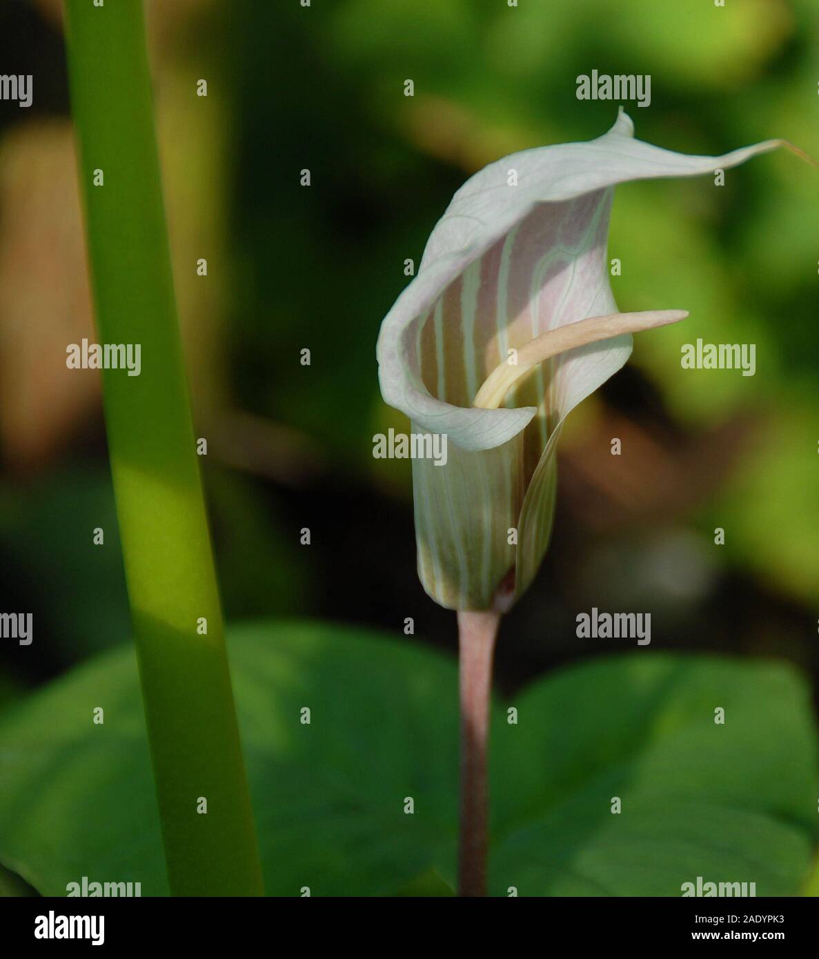 Arisaema candidissimum, die gestreifte cobra Lily Stockfoto