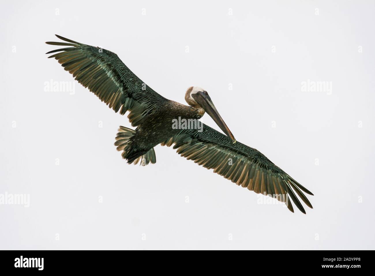 Grün Pelikan im Himmel mit breiten Flügeln Stockfoto