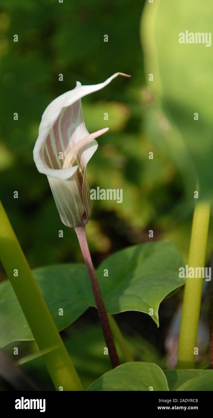 Arisaema candidissimum, die gestreifte cobra Lily Stockfoto