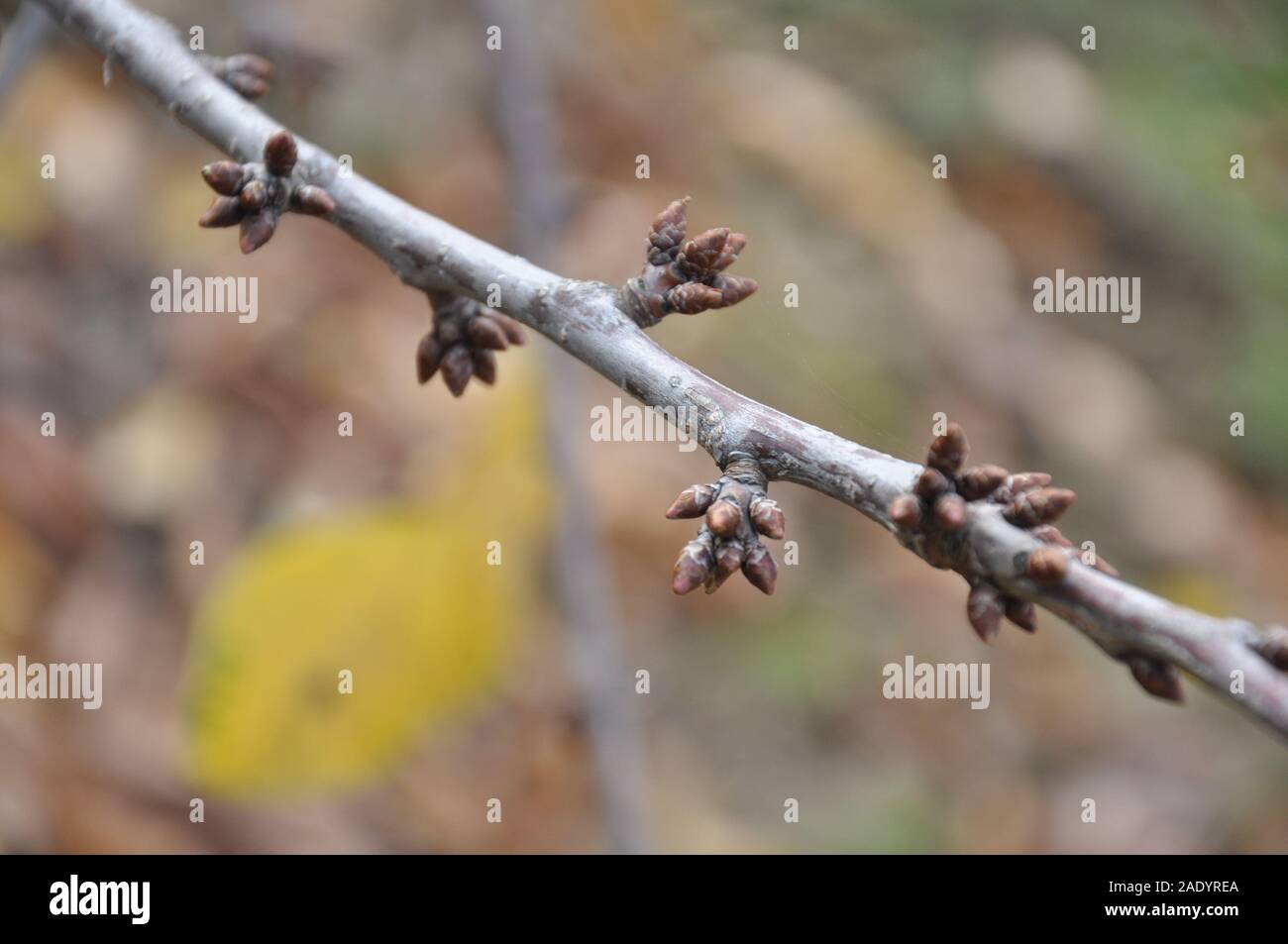 Die Knospen in der Kirschbaum im Winter ganz nah Stockfotografie Alamy