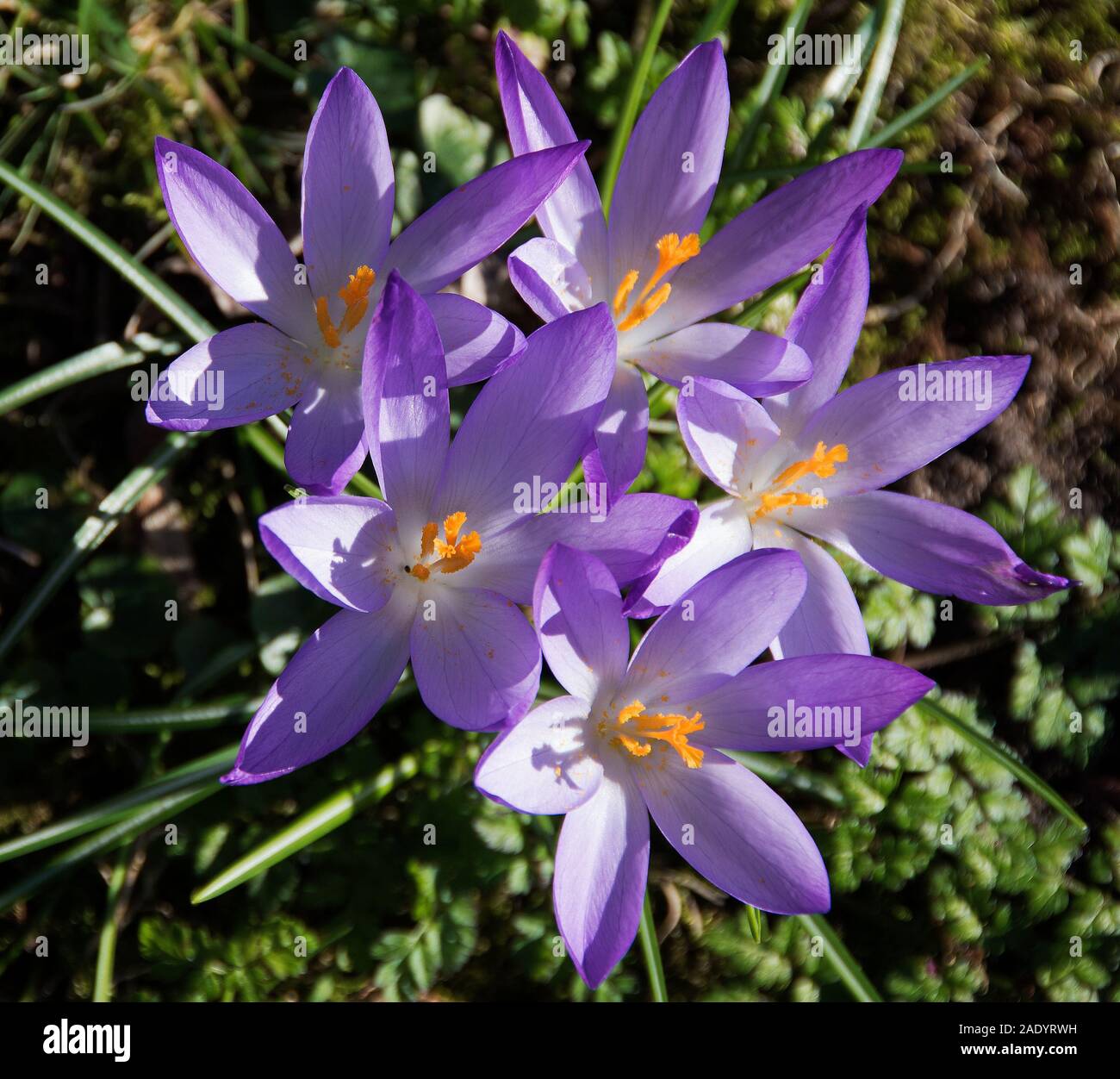 Crocus tommasinianus mit langen - Verrohrt lila bis tief violetten Blüten, die im Frühjahr erscheinen, wie die schmalen Blätter ergeben; Stockfoto