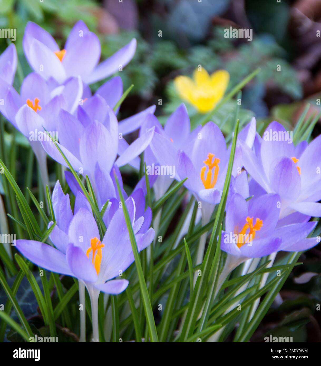 Crocus tommasinianus mit langen - Verrohrt lila bis tief violetten Blüten, die im Frühjahr erscheinen, wie die schmalen Blätter ergeben; Stockfoto