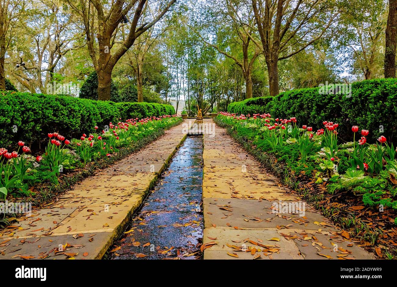 Tulpen blühen an der Bellingrath Gardens, 24. Februar 2018, in Theodore, Alabama. Die 65 Hektar großen Gartenlandschaft eröffnet im Jahr 1932. Stockfoto