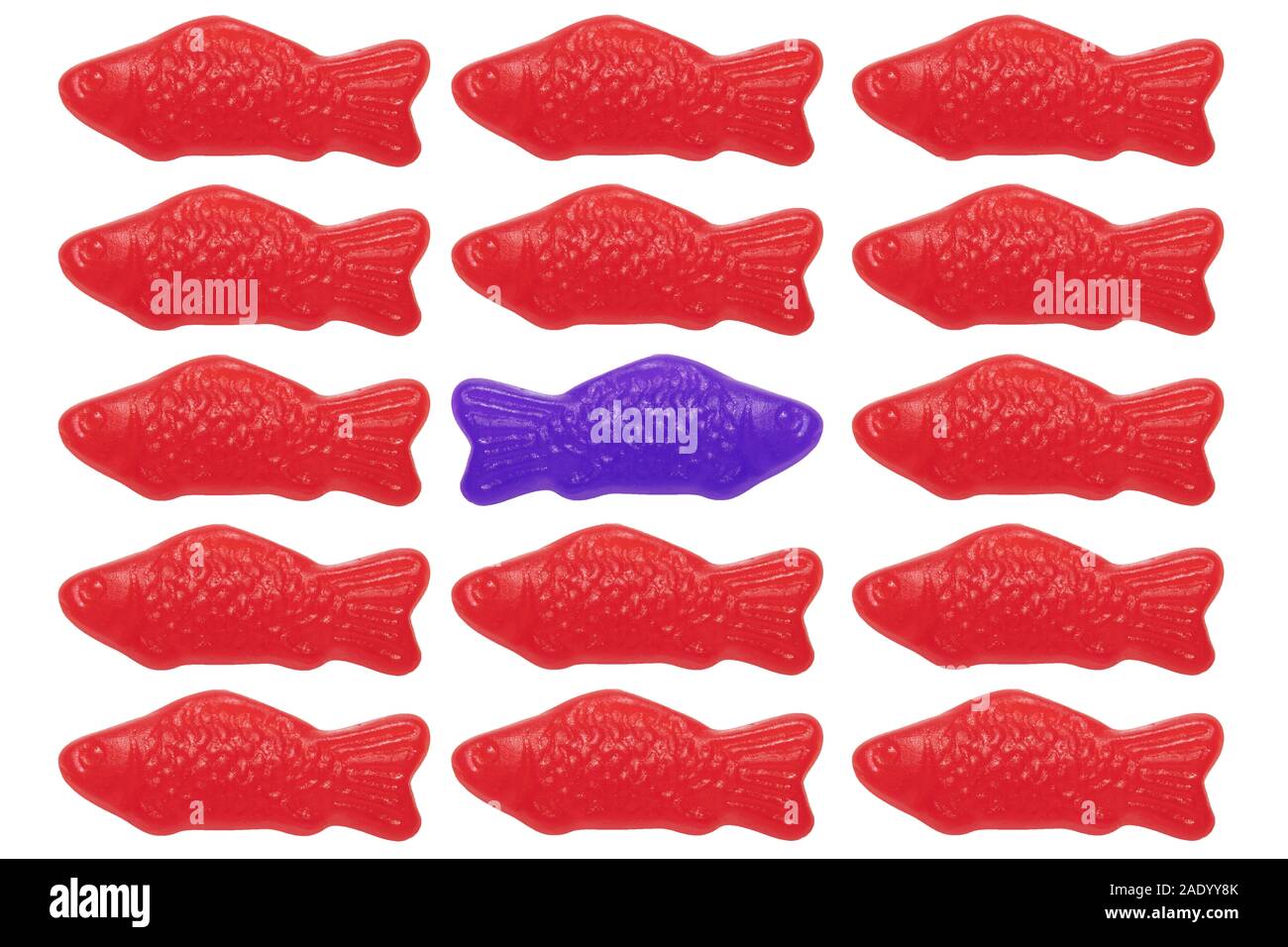 Schwedische Fische: weiter gegen den Strom Stockfoto