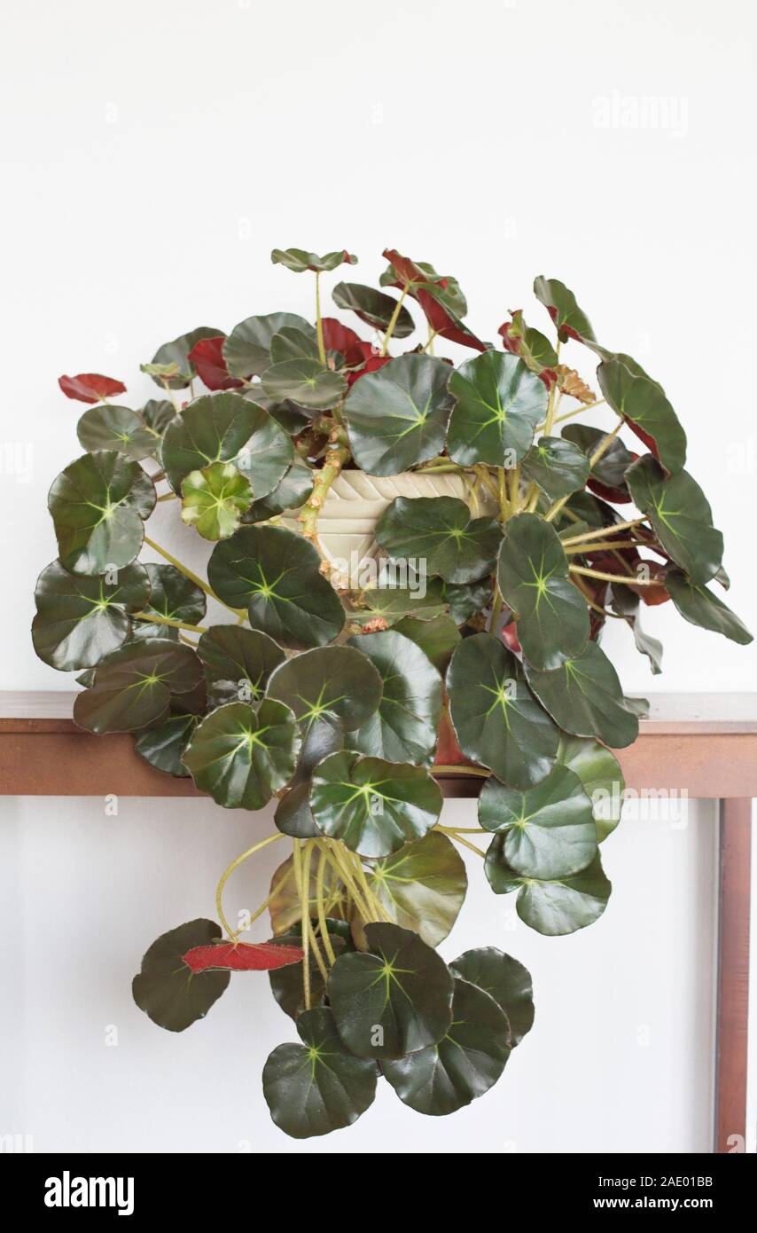Eine große, gesunde Begonia Erythrophylla - Beefsteak Begonia - zimmerpflanze auf einen Tisch. Stockfoto