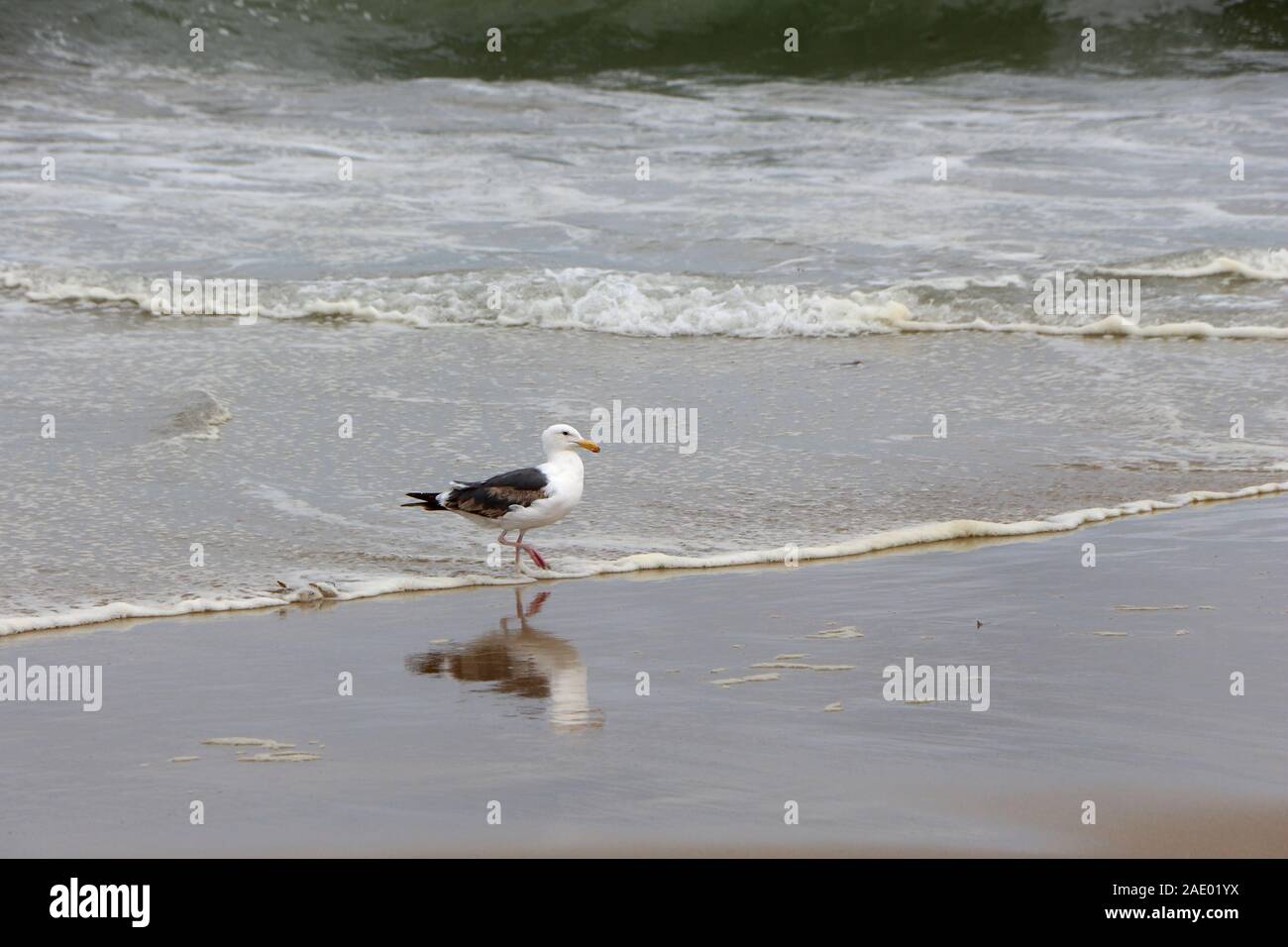 Sea Gull zu Fuß am Sandstrand in West Coast Kalifornien Stockfoto