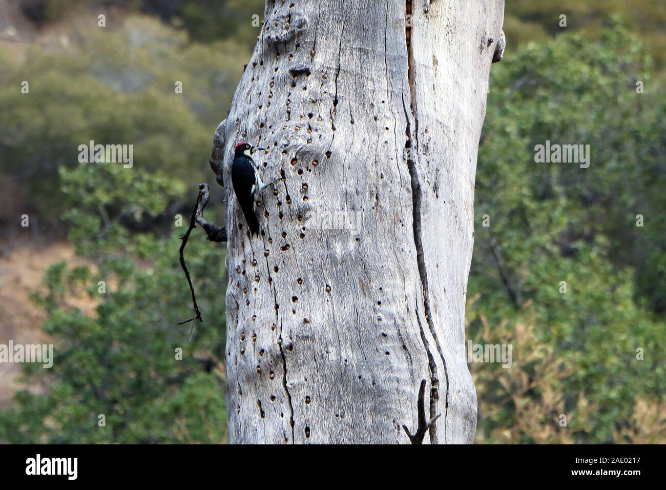 Ein acorn Specht in Kartoffel Berg, Rancho Cucamonga, California Stockfoto