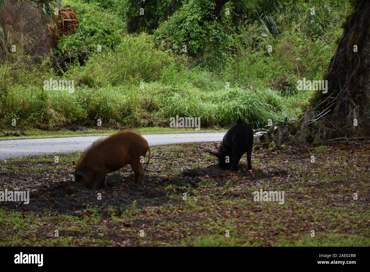Diese Tierfotos wurden im Circle B Bar Reserve in der Nähe von Winter Haven, Florida, aufgenommen. Sie zeigen, dass Feral Hogs nach Essen schauen und umherstreifen. Stockfoto