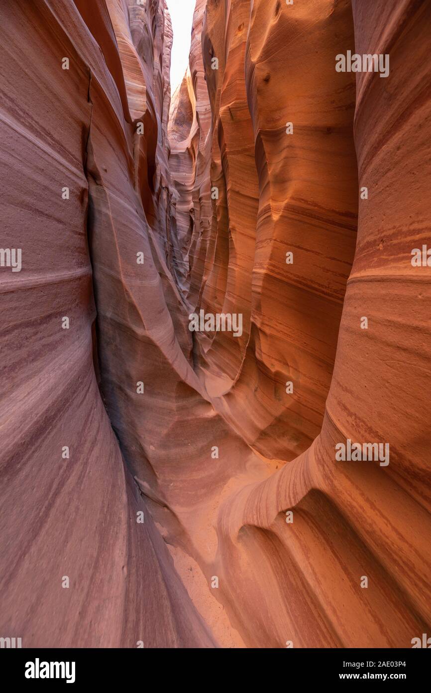 Zebra im Grand Staircase Escalante National Monument. Ende Tag Sonne. Gerade weg von Loch im Rock Road. Stockfoto