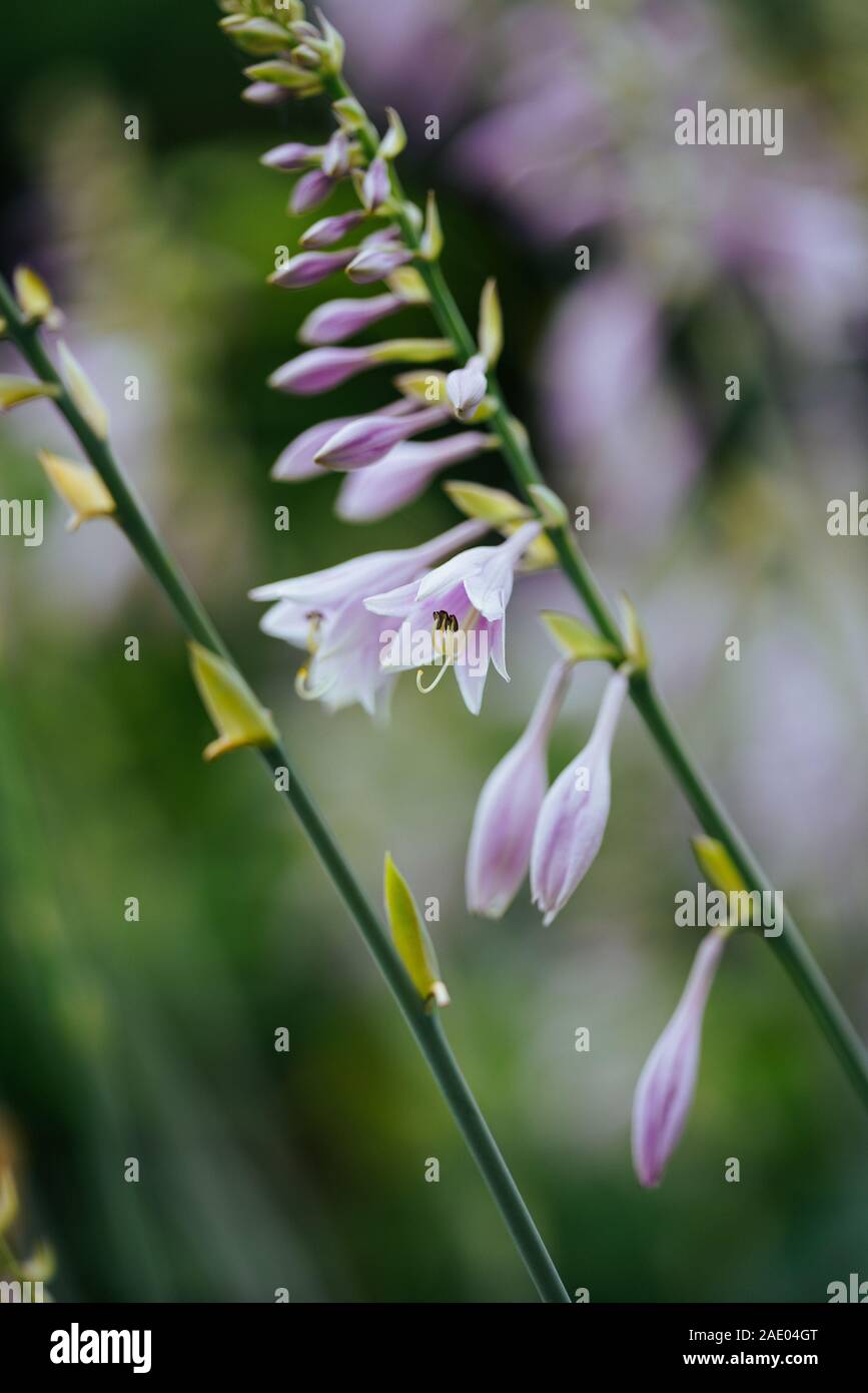 Hosta rectifolia Stockfoto