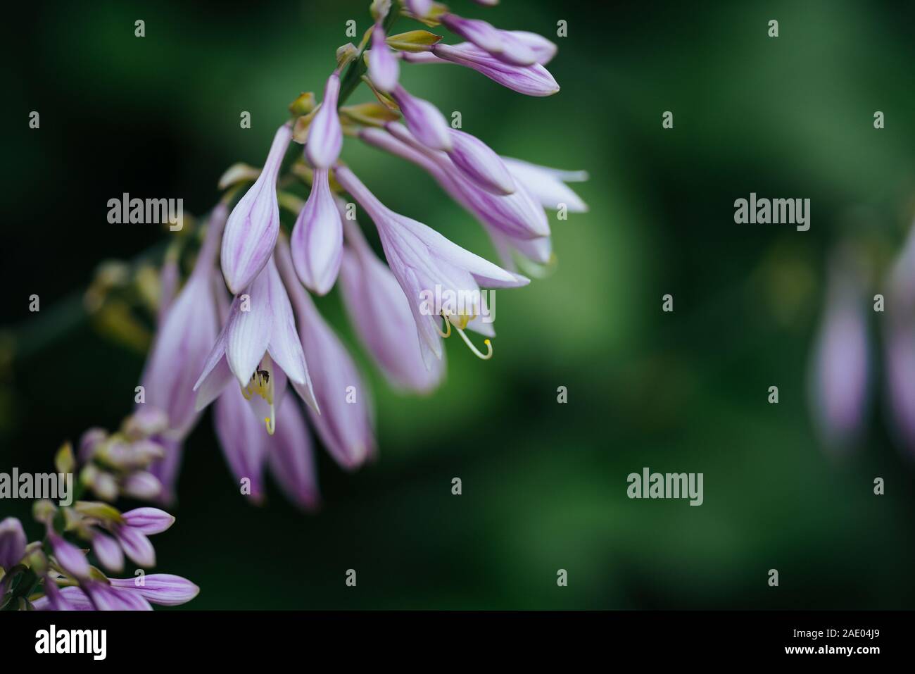 Hosta rectifolia Stockfoto