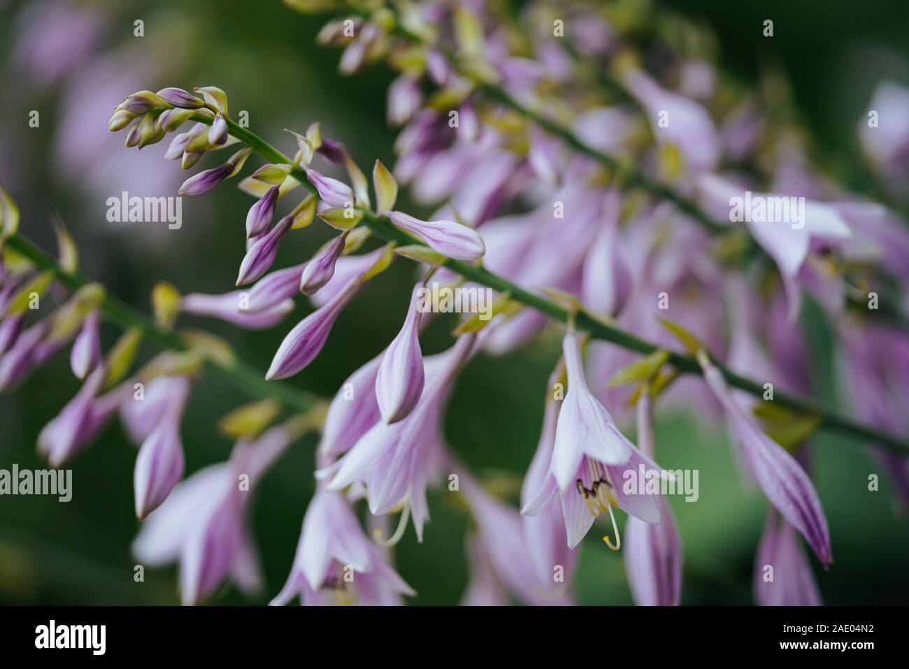 Hosta rectifolia Stockfoto