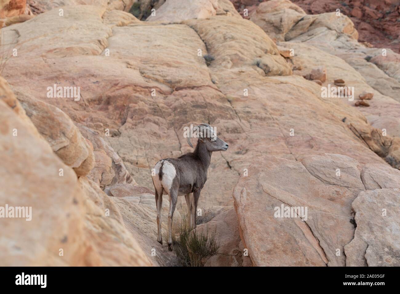 Rams bei Sonnenuntergang im Valley of Fire State Park Nevada Stockfoto