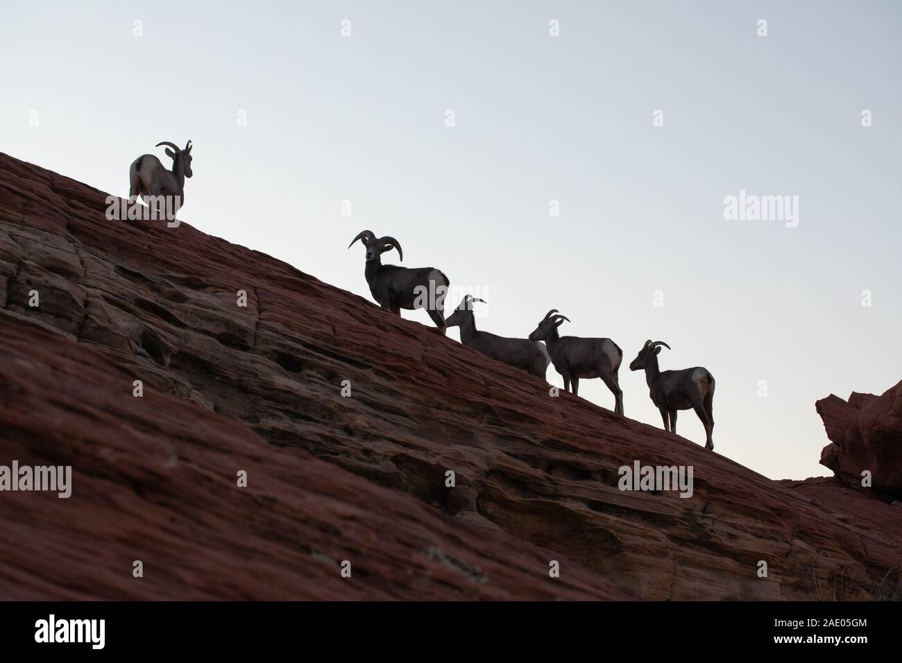 Desert Bighorn Schafe bei Sonnenuntergang im Valley of Fire State Park Nevada Stockfoto