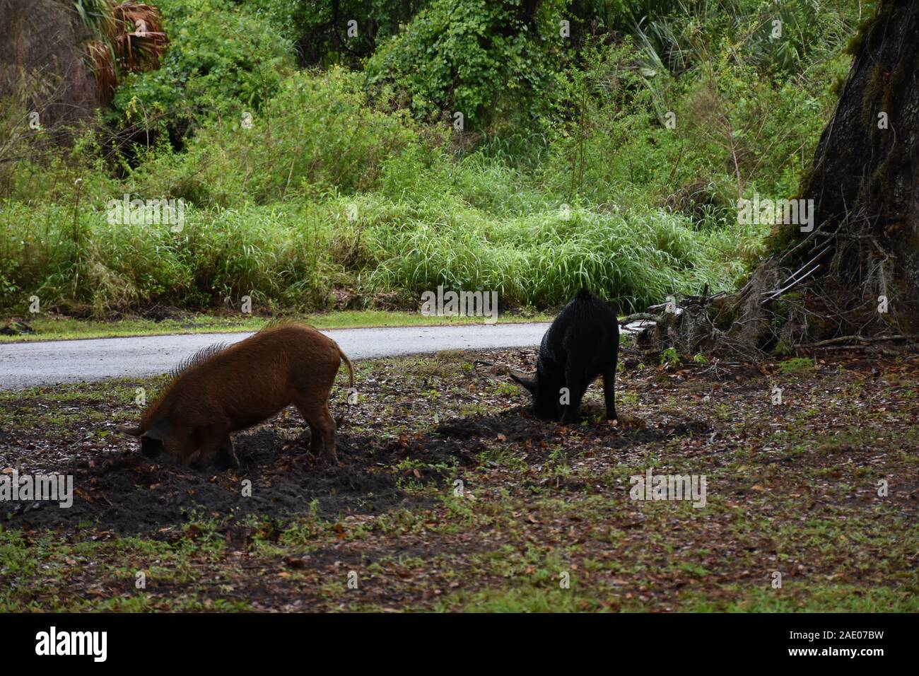 Diese Tierfotos wurden im Circle B Bar Reserve in der Nähe von Winter Haven, Florida, aufgenommen. Sie zeigen, dass Feral Hogs nach Essen schauen und umherstreifen. Stockfoto