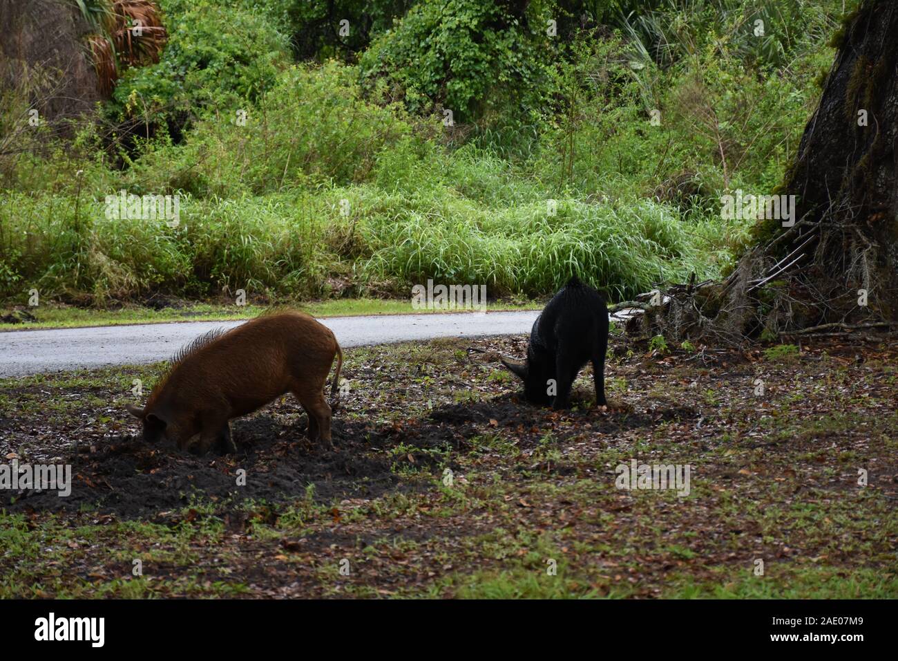 Diese Tierfotos wurden im Circle B Bar Reserve in der Nähe von Winter Haven, Florida, aufgenommen. Sie zeigen, dass Feral Hogs nach Essen schauen und umherstreifen. Stockfoto