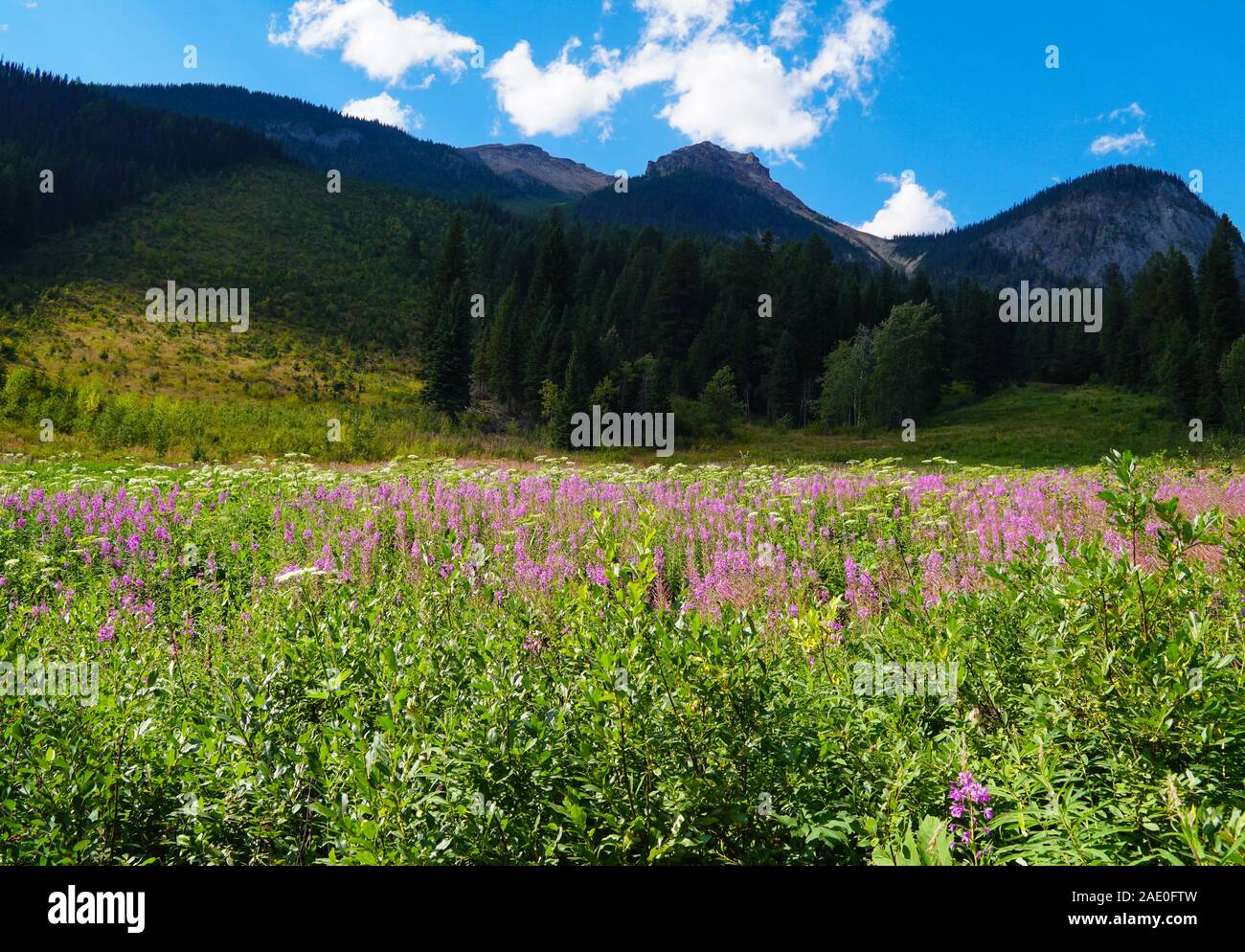 Eine schöne Bergwiese im Sommer mit rosa und weißen Wildblumen gefüllt. Stockfoto