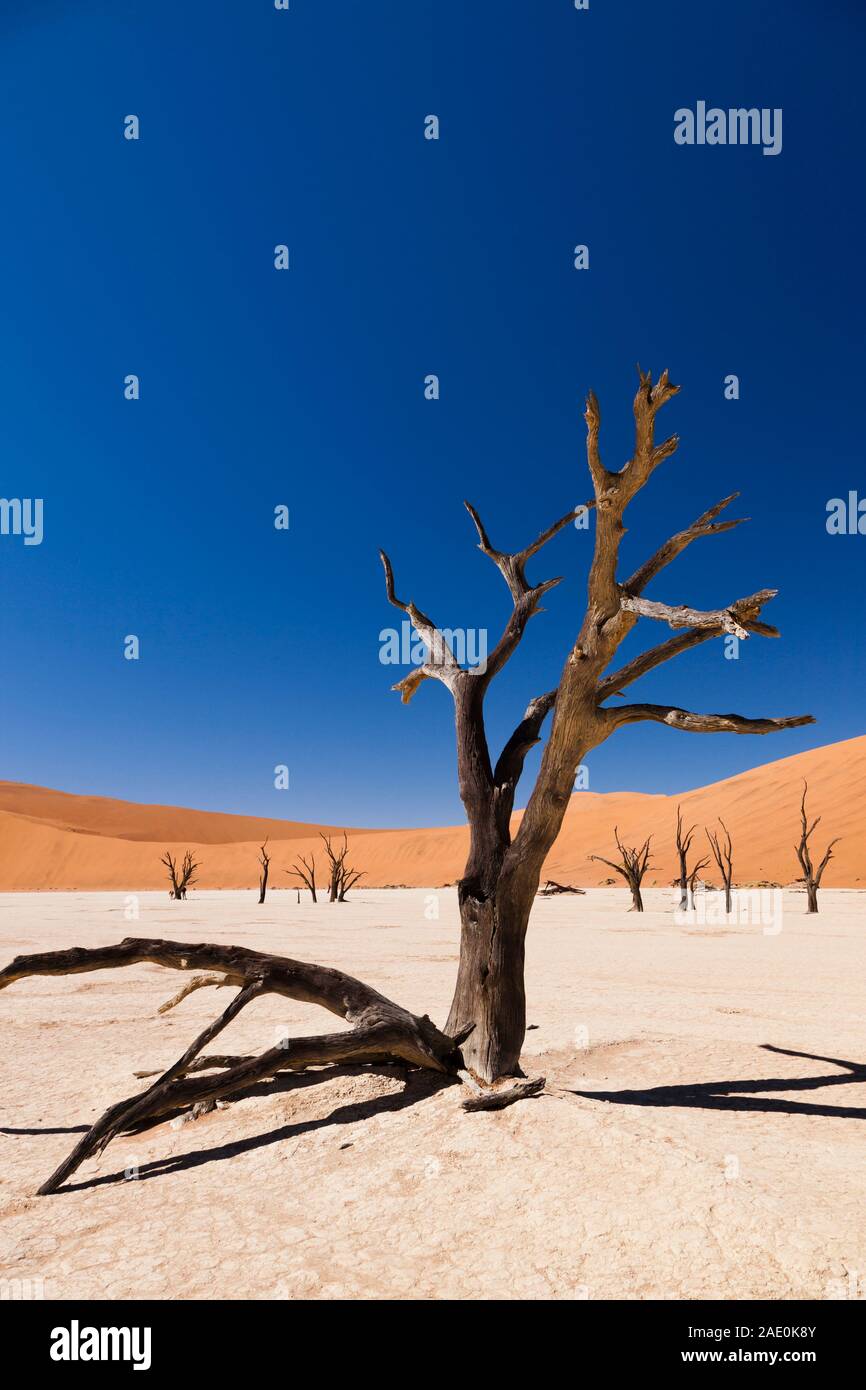 Toter See, ausgetrocknetes Bett, tote Bäume, Deadvlei, Namib-Wüste, Namib-Naukluft-Nationalpark, Namibia, Südafrika, Afrika Stockfoto