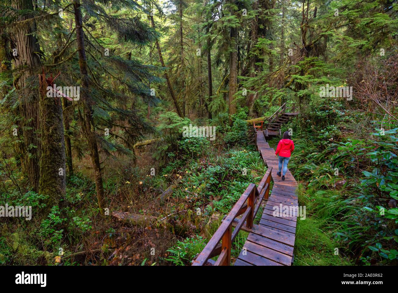 Frau trägt einen roten Mantel zu Fuß auf einem hölzernen Pfad in einem wilden Wald. In "Rainforest Trail, in der nähe von Tofino und Ucluelet, Vancouver Island, BC, Kanada. Stockfoto