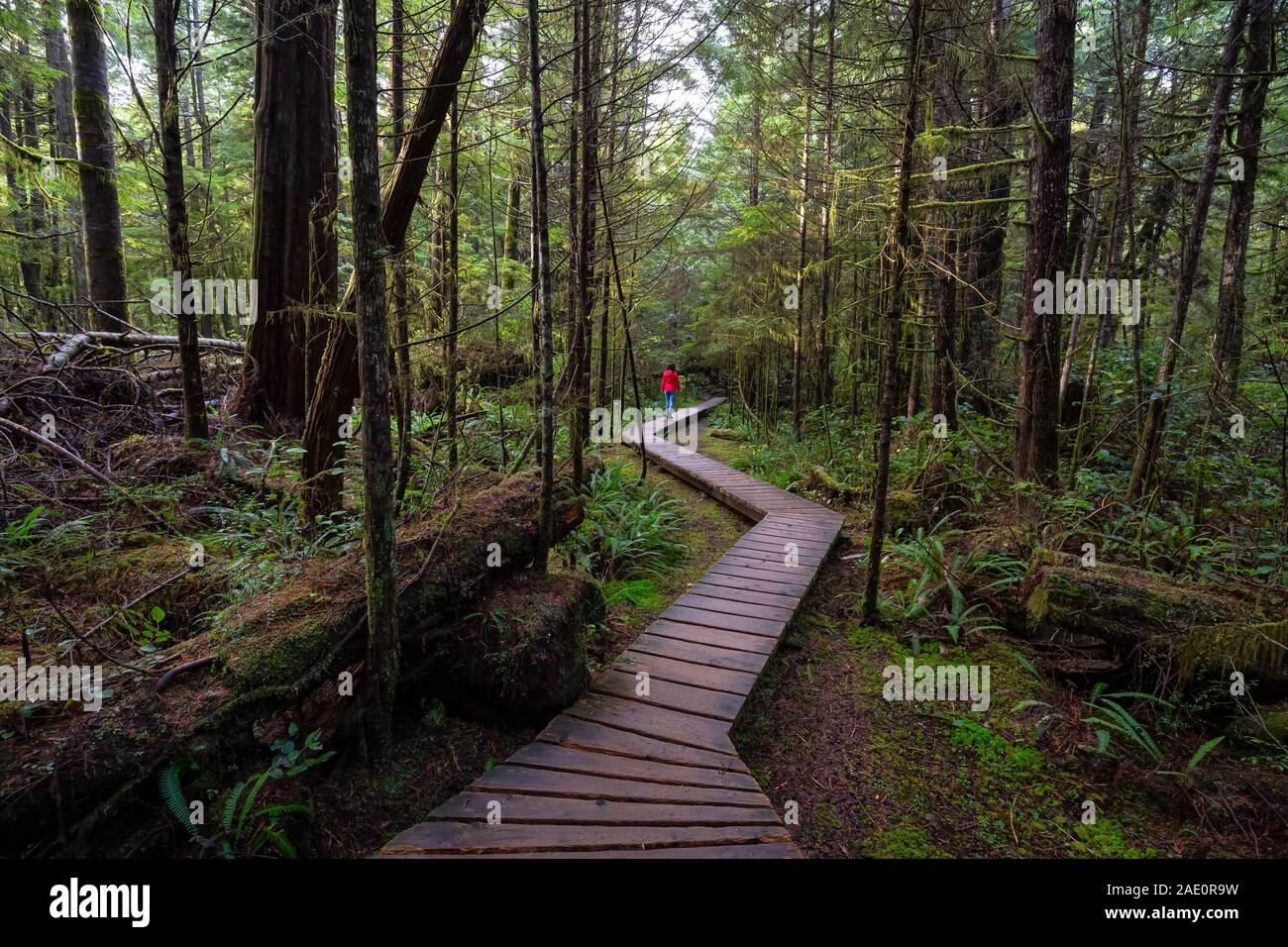 Frau trägt einen roten Mantel zu Fuß auf einem hölzernen Pfad in einem wilden Wald. In "Rainforest Trail, in der nähe von Tofino und Ucluelet, Vancouver Island, BC, Kanada. Stockfoto