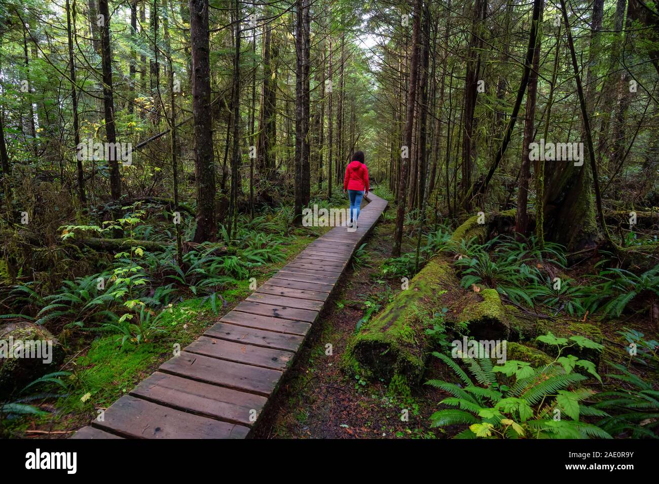 Frau trägt einen roten Mantel zu Fuß auf einem hölzernen Pfad in einem wilden Wald. In "Rainforest Trail, in der nähe von Tofino und Ucluelet, Vancouver Island, BC, Kanada. Stockfoto