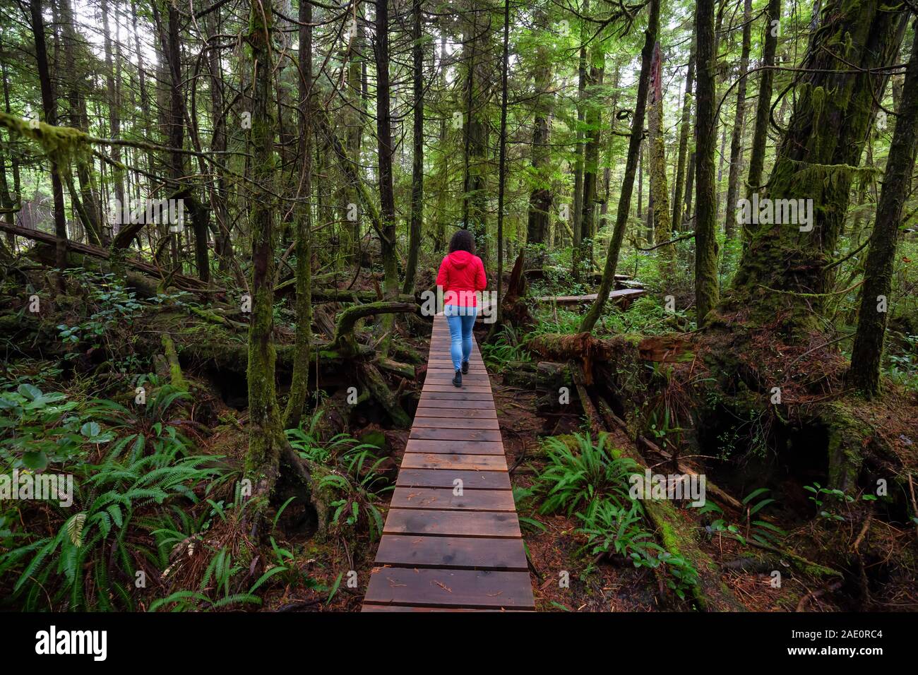 Frau trägt einen roten Mantel zu Fuß auf einem hölzernen Pfad in einem wilden Wald. In "Rainforest Trail, in der nähe von Tofino und Ucluelet, Vancouver Island, BC, Kanada. Stockfoto