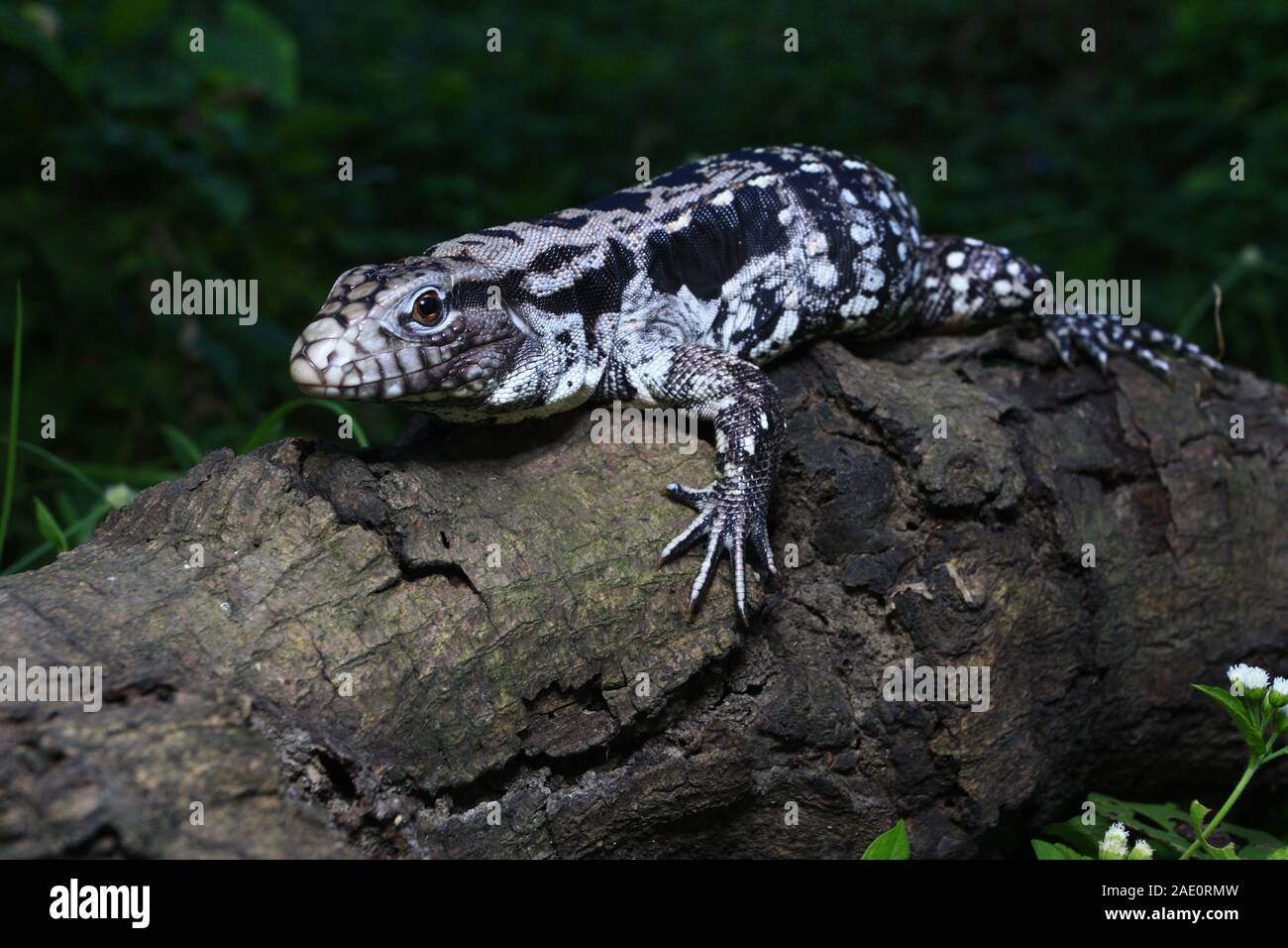 In der Nähe von Argentine Schwarz und Weiß tegu (Salvator merianae), auch genannt der Argentinischen Riese tegu Stockfoto