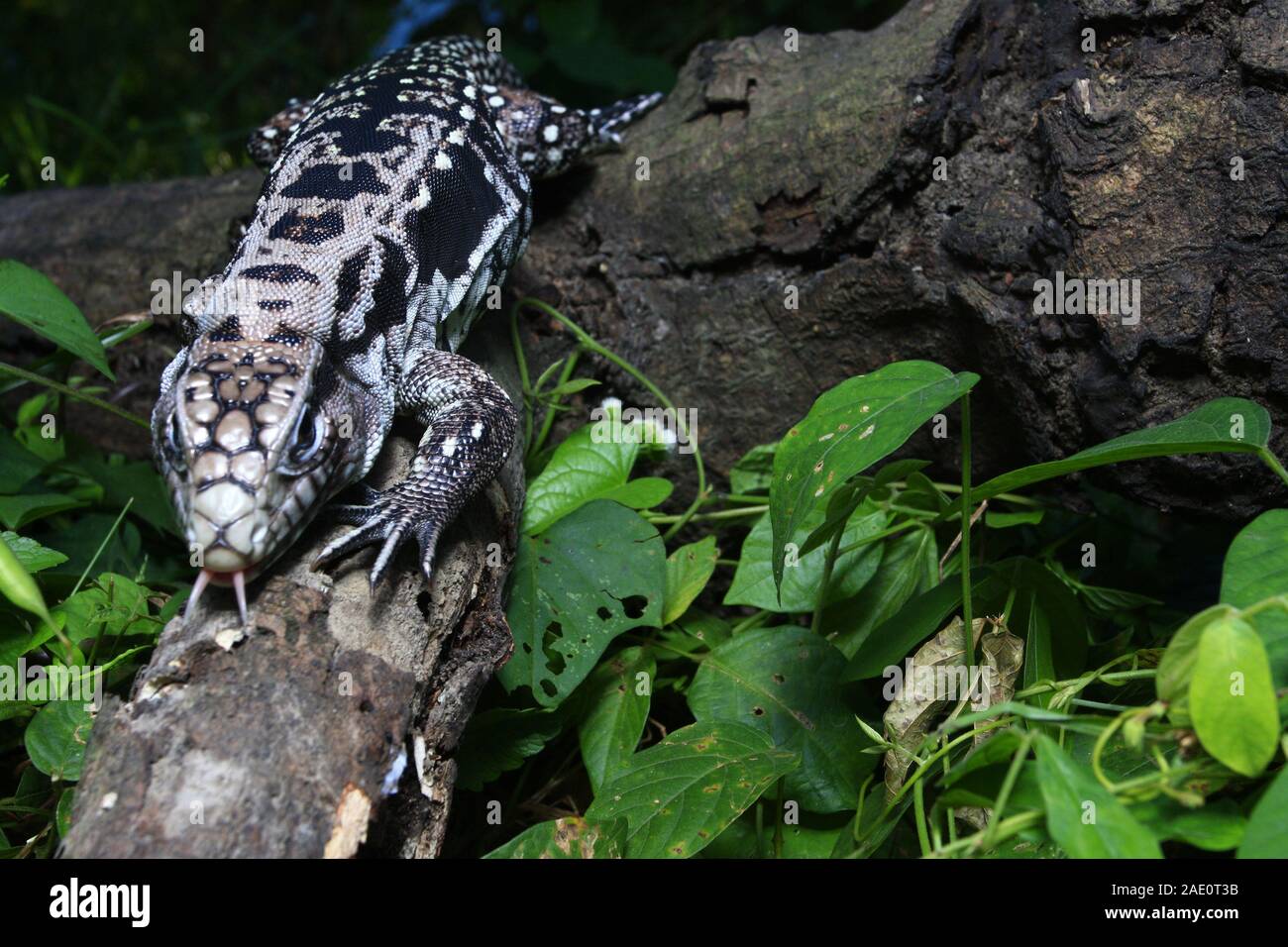 In der Nähe von Argentine Schwarz und Weiß tegu (Salvator merianae), auch genannt der Argentinischen Riese tegu Stockfoto