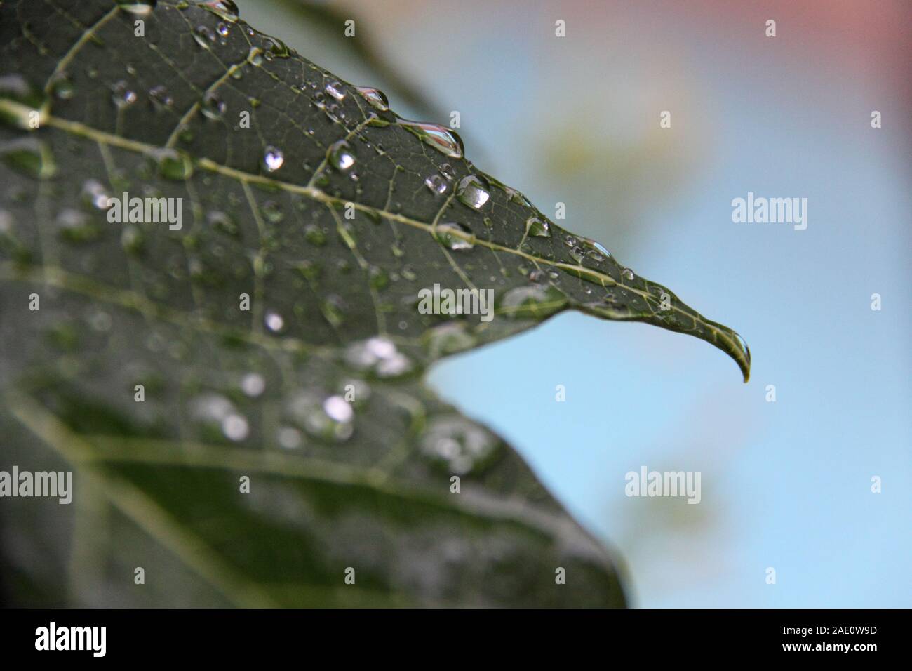 Wassertröpfchen Beschichten Blatt des Papaya-Baums (Carica Papaya) Stockfoto