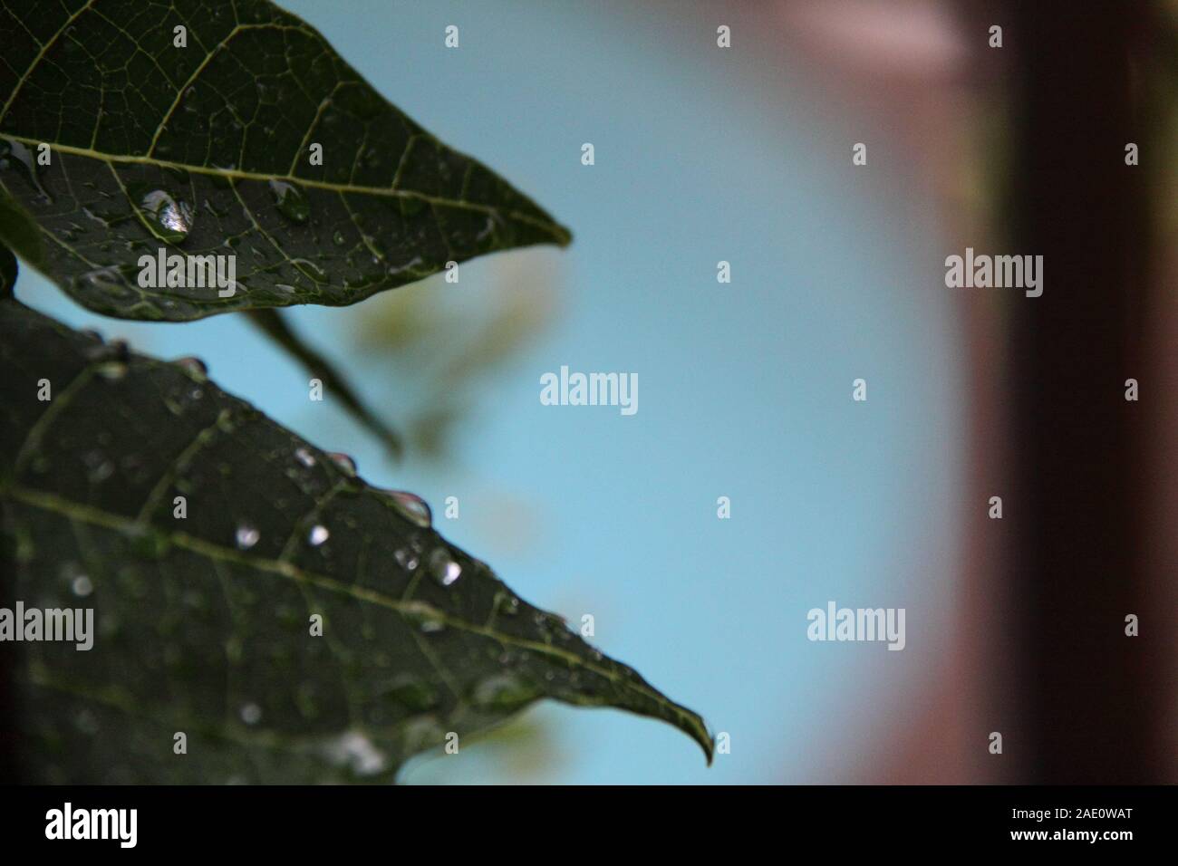 Wassertröpfchen Beschichten Blatt des Papaya-Baums (Carica Papaya) Stockfoto