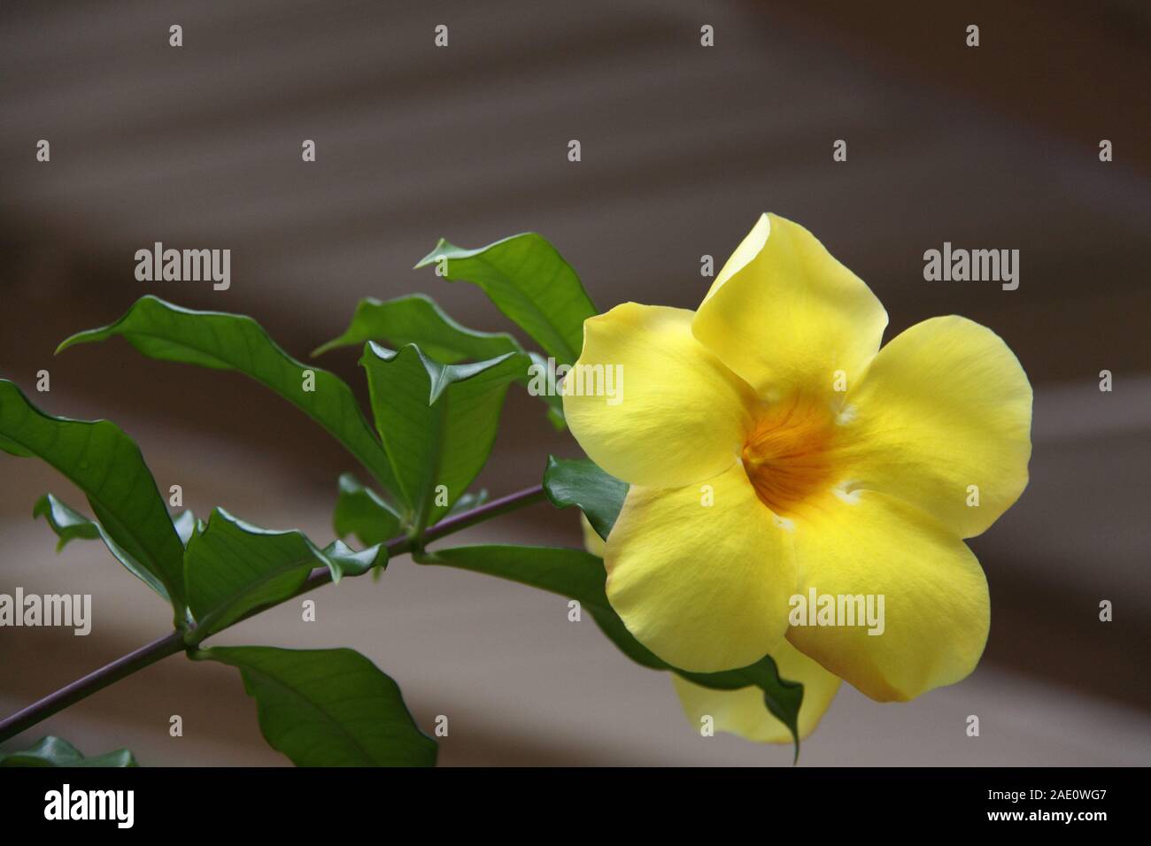 Trompetenblume des gelben Engels (Allamanda cathartica) Stockfoto