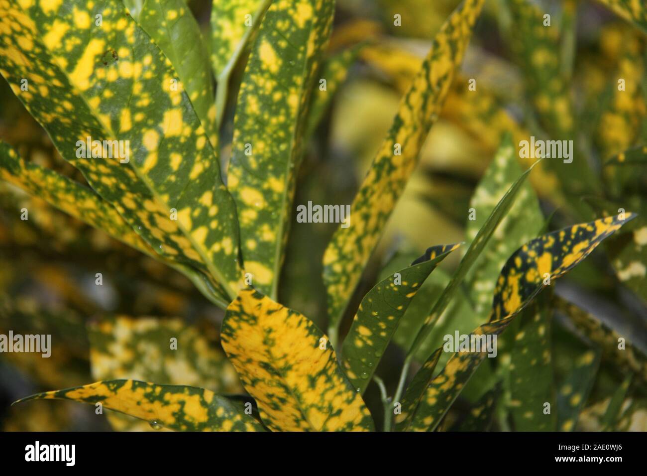 Buntes Laub der Verschiedenfarbigen "Goldstaub"-Form (Codiaeum Variegatum) Stockfoto