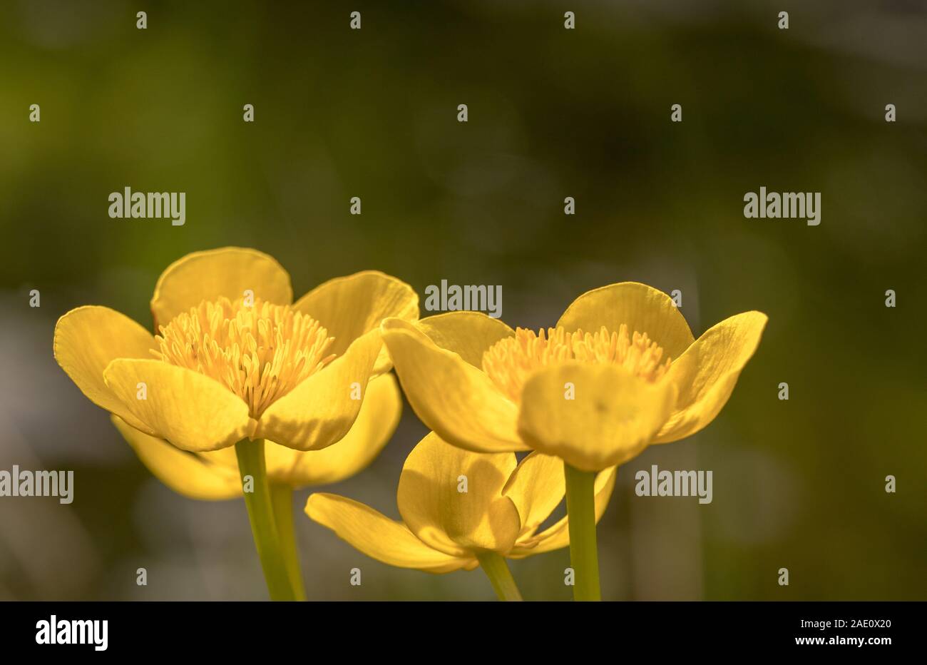 Kingcup oder Sumpfdotterblume - Caltha palustris Blumen close up Stockfoto