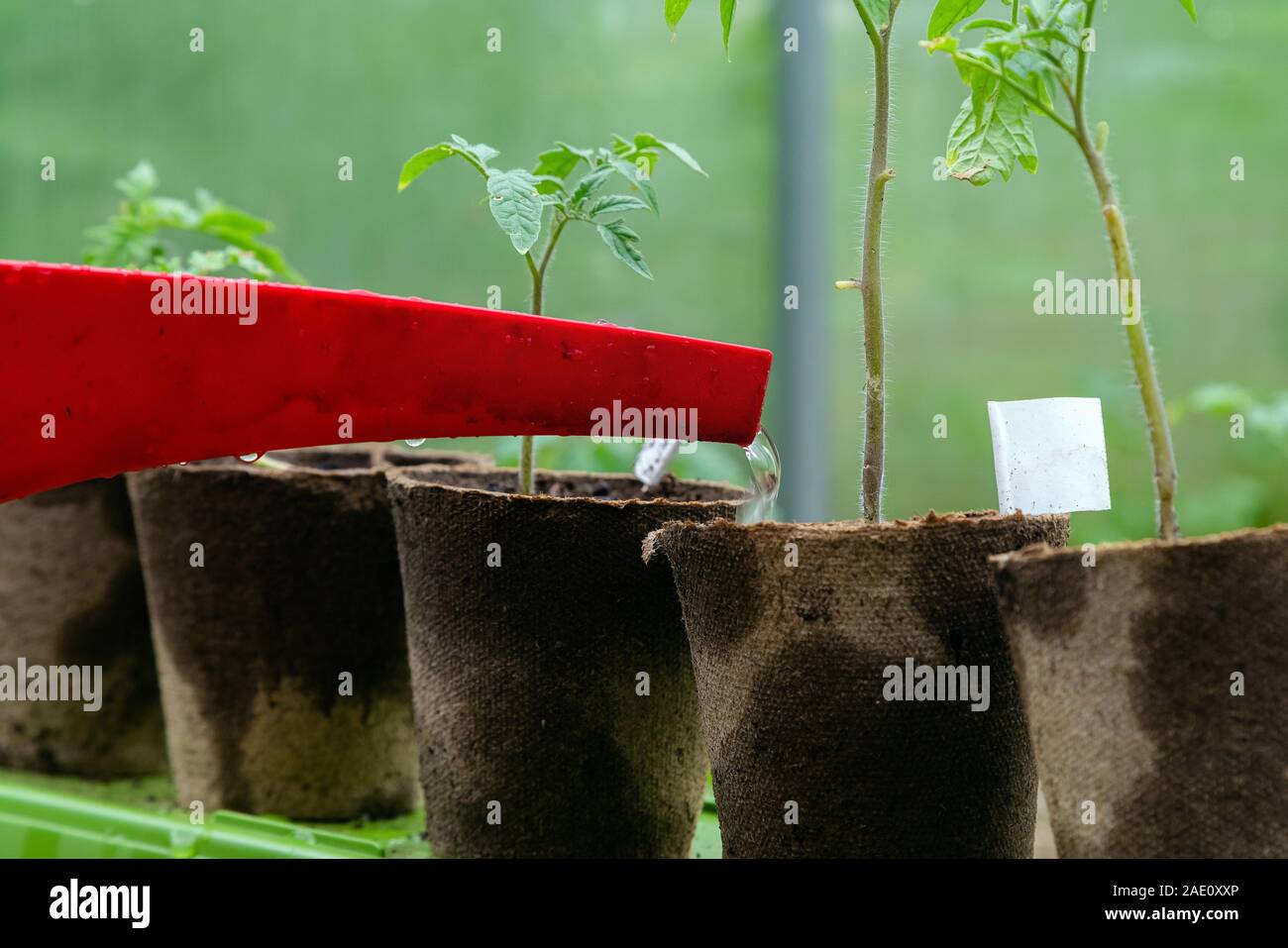 Kunststoff besprühen oder Bewässerung Tomatenpflanze im Gewächshaus Trichter. Organische selbst angebauten Tomaten Pflanzen ohne Gemüse verwässert werden Stockfoto