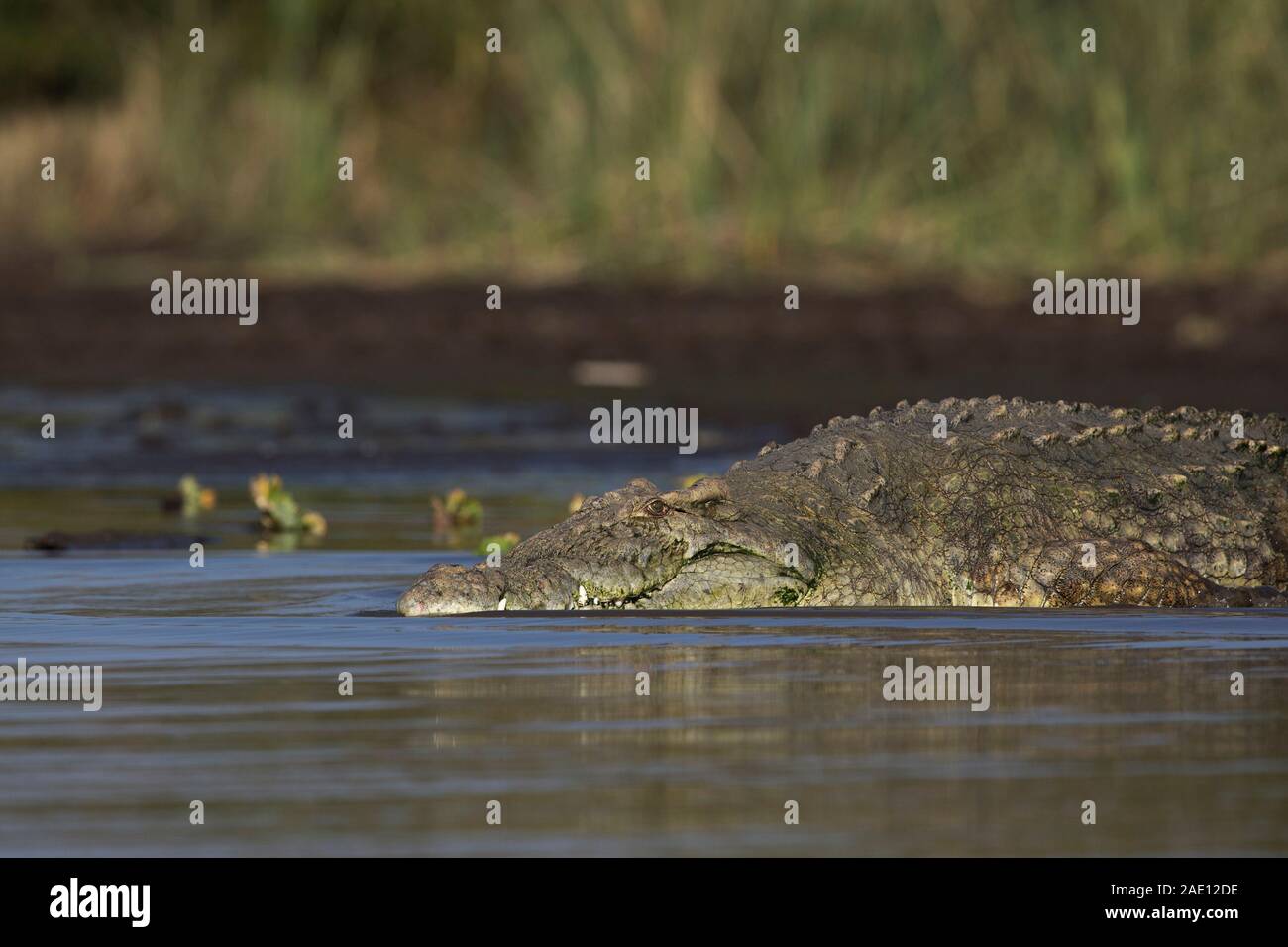 Nil Krokodil am Crocodile Markt des Lake Chamo, Nechisar Nationalpark, Äthiopien Stockfoto