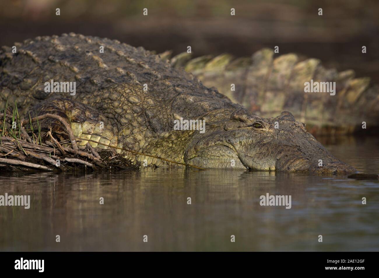 Nil Krokodil am Crocodile Markt des Lake Chamo, Nechisar Nationalpark, Äthiopien Stockfoto