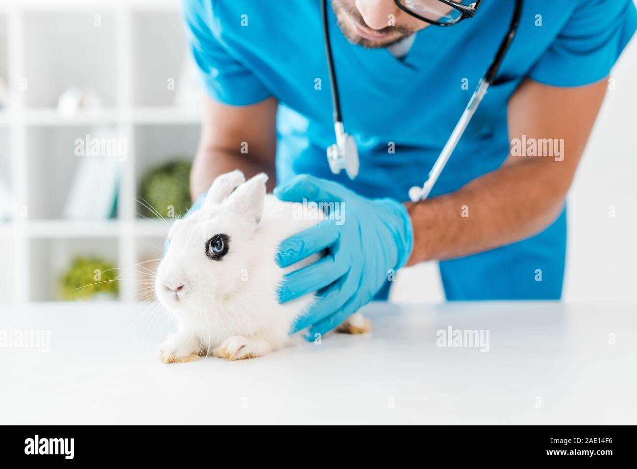 7/8-Ansicht von Tierarzt Prüfung niedlichen weißen Kaninchen sitzen am Tisch Stockfoto